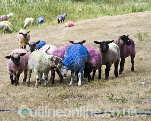 Latitude 2010