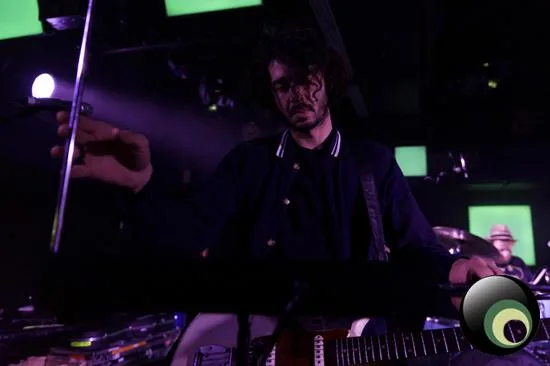 Guillemots