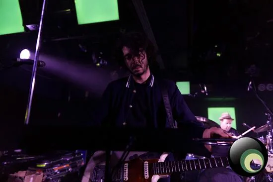 Guillemots