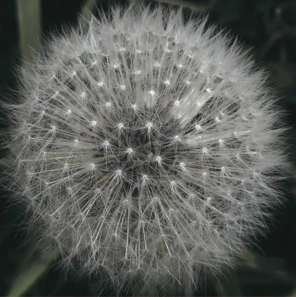 Levitation - Meanwhile Gardens