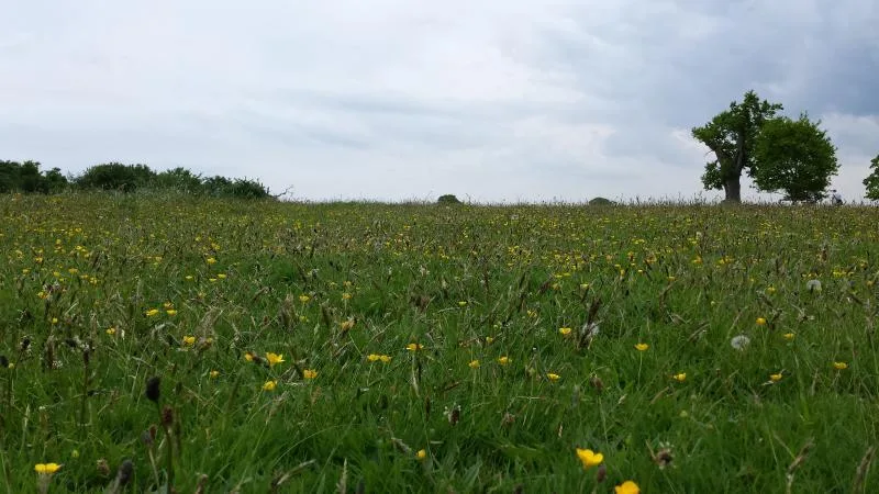 Walk With Me @ Felbrigg Hall
